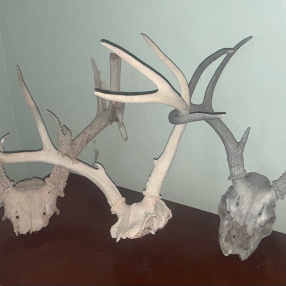 Rustic Antler Skull Decor
